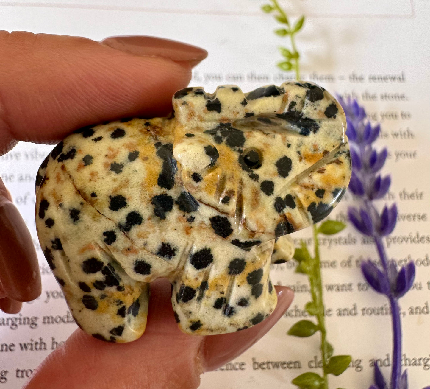 Dalmatian Jasper Elephant