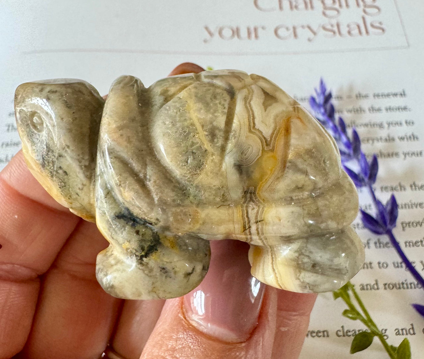 Crazy lace Agate Turtle