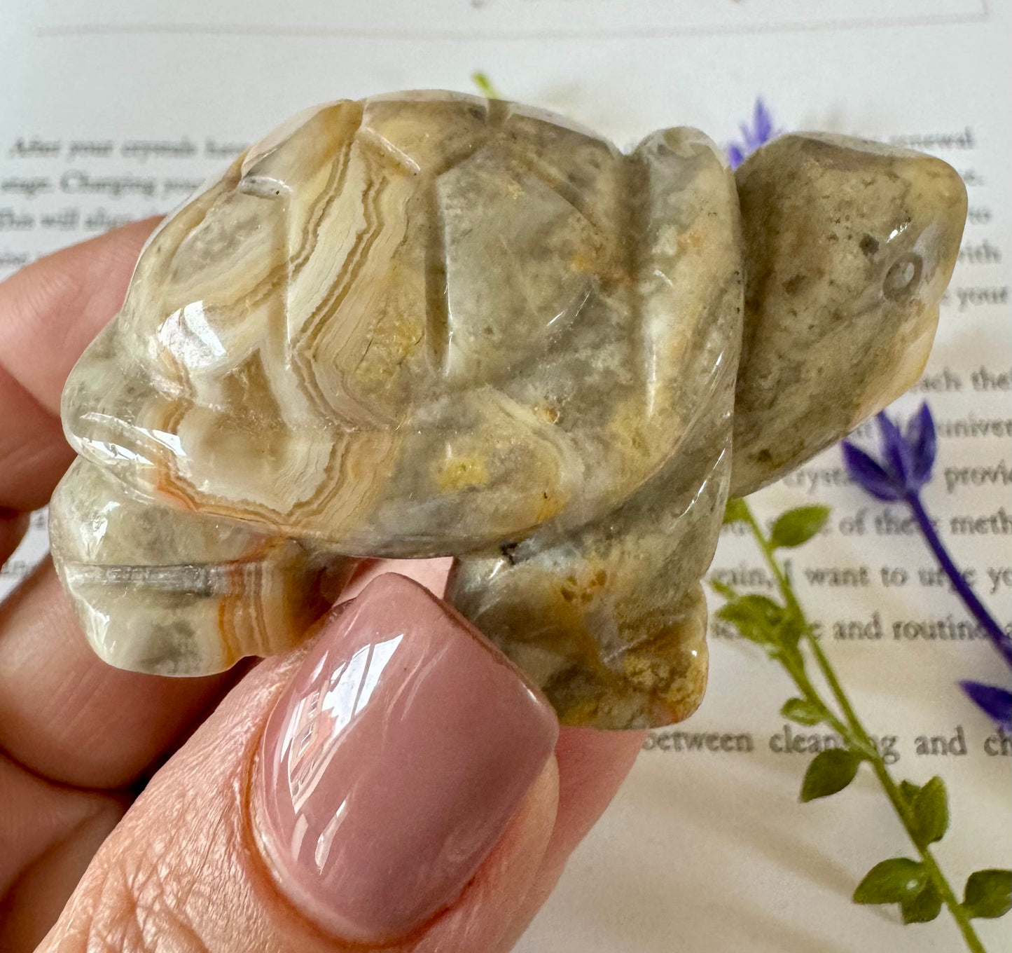 Crazy lace Agate Turtle